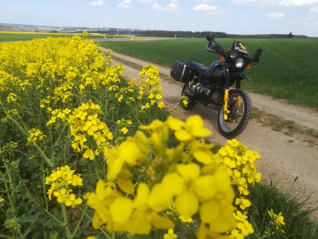 gelbe Pracht