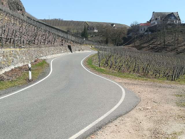 Weinbau am Gut Hermannsberg