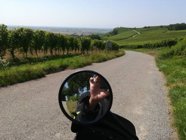 Weinanbau bei Müllheim