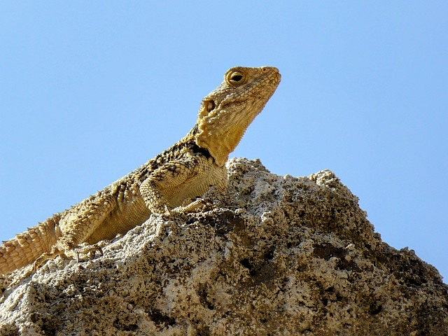 Bartagame in Rhodos-Stadt