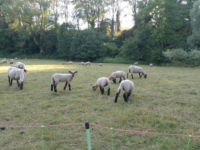 Schafe an der Weser