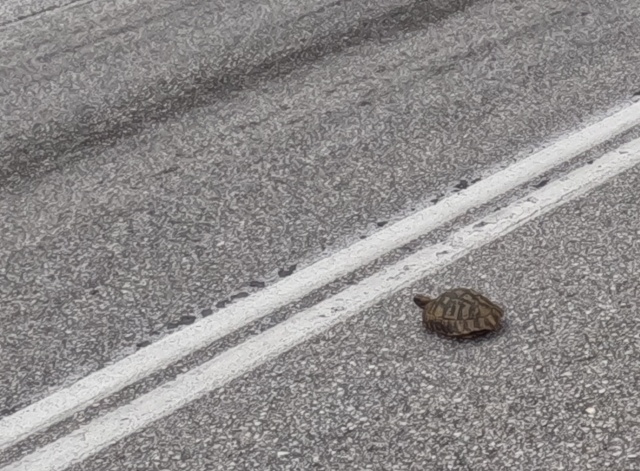 eine die Strae berquerende noch kleine Schildkrte