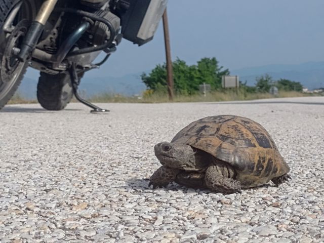 eine Schildkrte kreuzte meinen Weg 