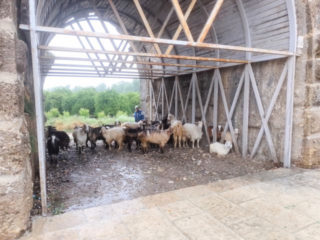 Die Schafe hatten auch kein Interesse am Regen.