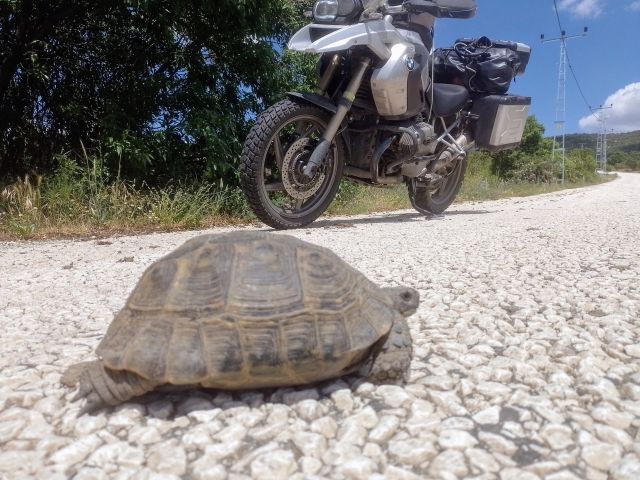 Auch heute lief mir wieder eine Schildkrte ber den Weg.