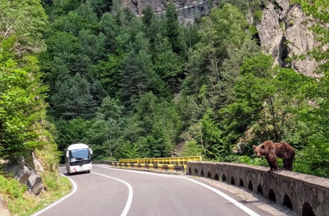 ein Br auf dem Transfagarasan 