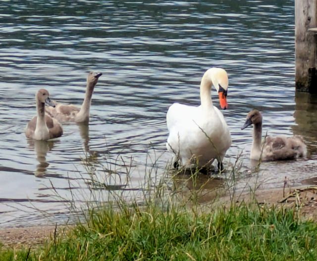 Schwanenfamilie am Millsttter See