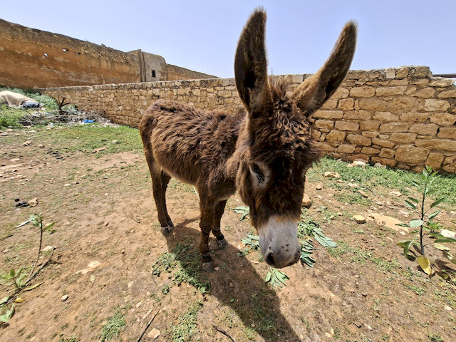 einer der letzten Bewohner des Ksars