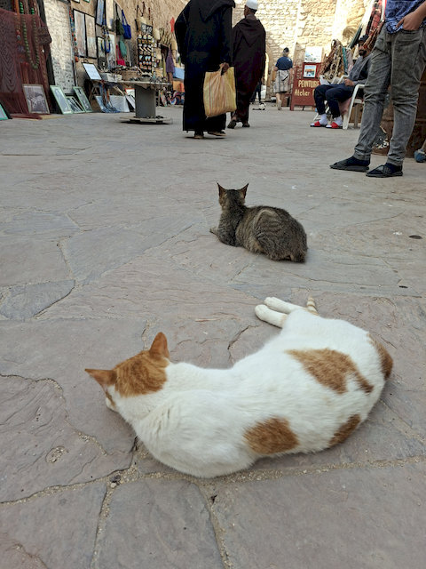 Auffällig sind die vielen Katzen, die überall zu sehen sind