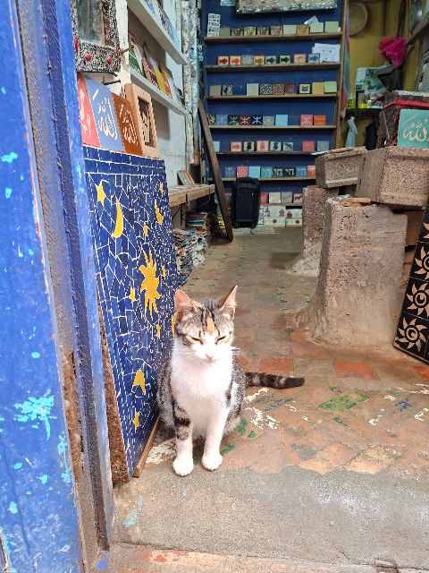 Katzen in Essaouira