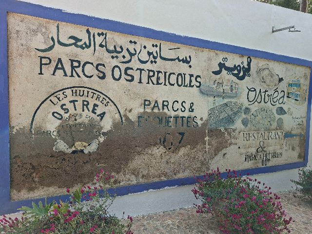 Austernfarm in Oualidia