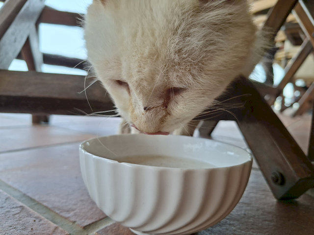 Katze und Grießsuppe