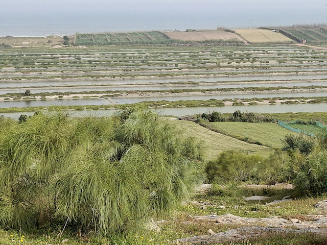 Ein letzter Blick auf die Austernbänke