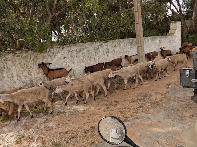 Auch Schafe und Ziegen waren heute natürlich wieder dabei.