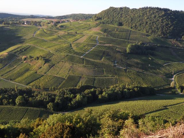 Weinanbaugebiete unterhalb von Château-Chalon