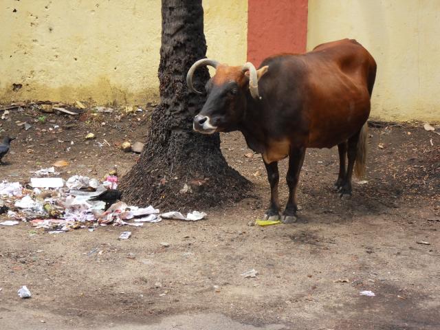Kuh und Müll auf der Straße