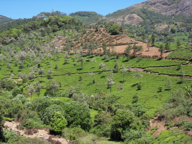 Teeplantagen bei Chinnakanal