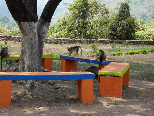 Affenbesuch beim Restaurant am Thenmala Dam