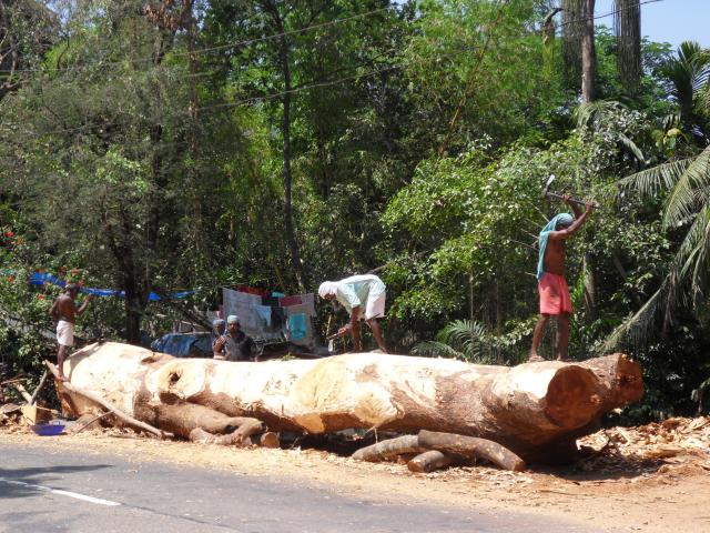 Holzwirtschaft im Gebiet um Muvattupuzha