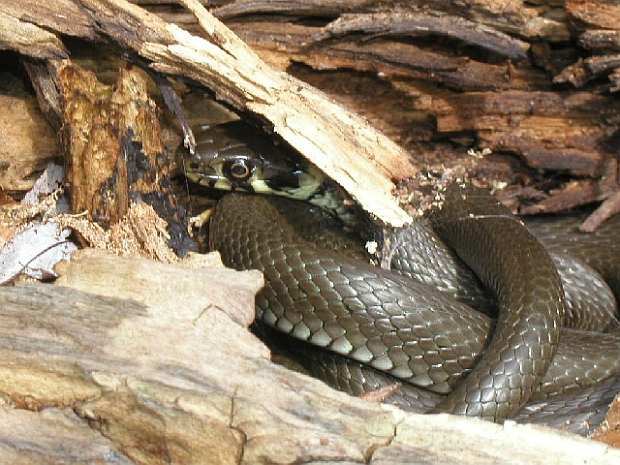 ein Schlange, die sich im Gehölz in der Sonne aufwärmt