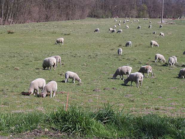Rinder und Schafe stehen auf den Weiden schauen uns
hinterher.