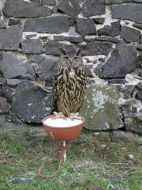 Eule an der Trosky-Burgruine