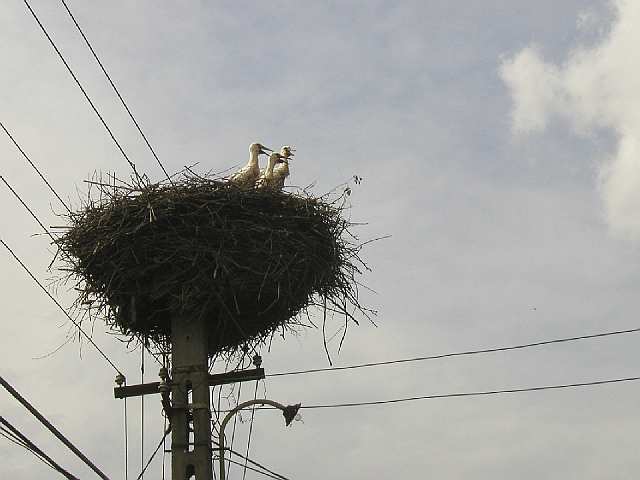 Störche in jedem Dorf