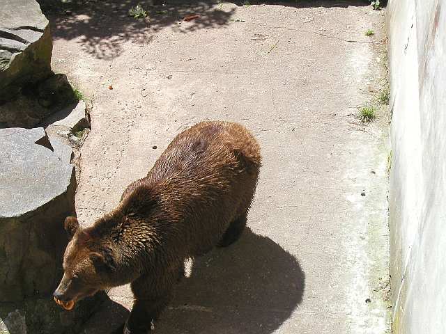 ein echter Bär!