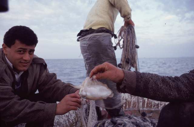 die Ausbeute des Fischfangs