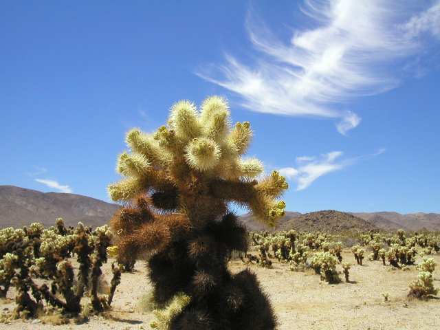 im Colla Cactus Garden