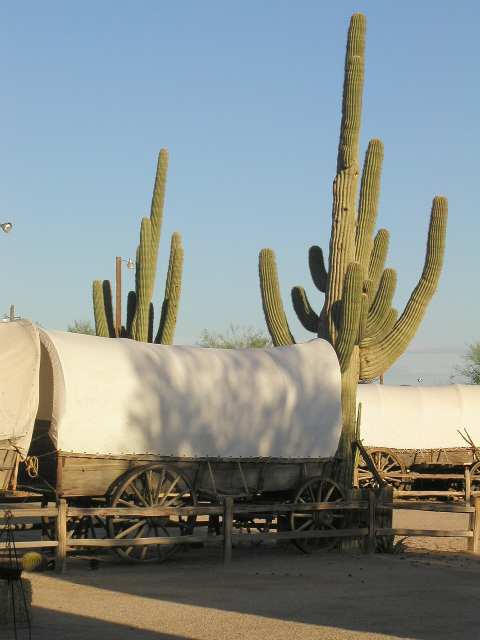 Saguaro Kakteen