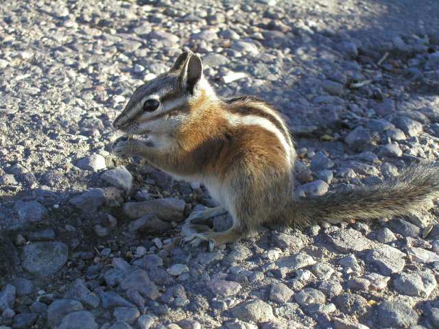furchtloses Streifenh&ouml;rnchen