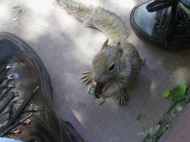 Eichh&ouml;rnchen zwischen unseren F&uuml;&szlig;en