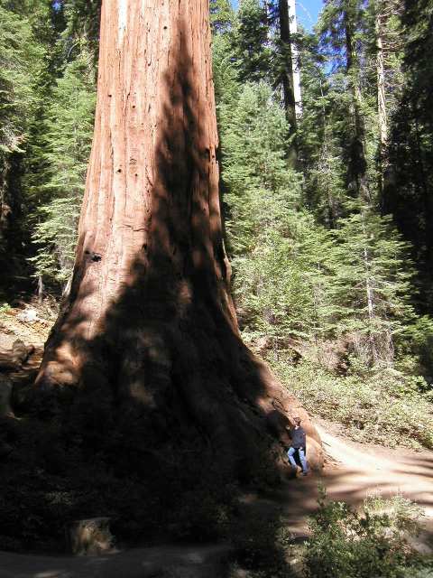 Giant Sequoia Baumriese im Mariposa Grove