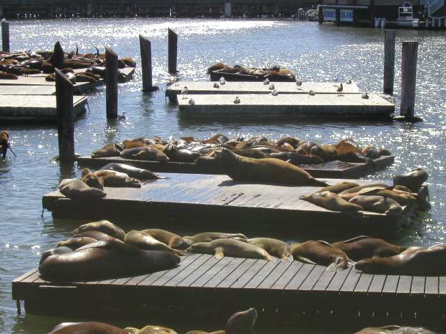 Seelöwen in San Franciso