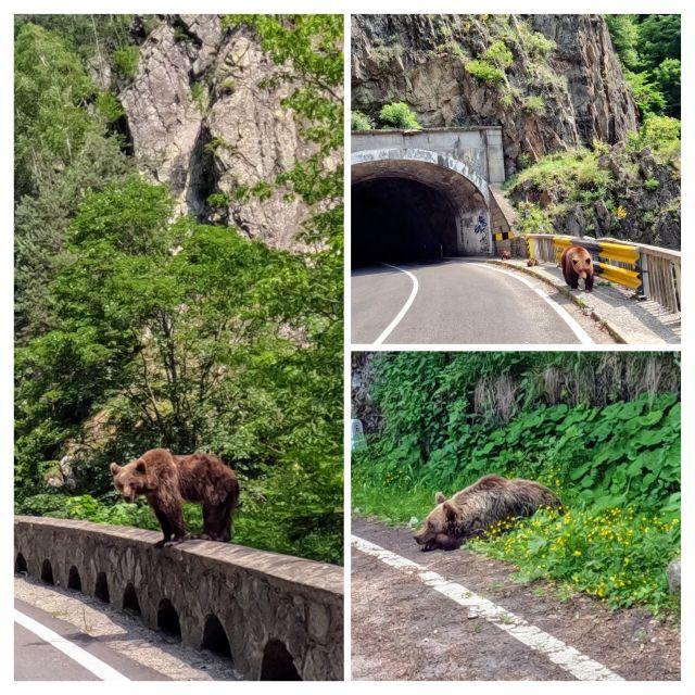 Brenbegegnungen auf der Passstrae Transfagarasan