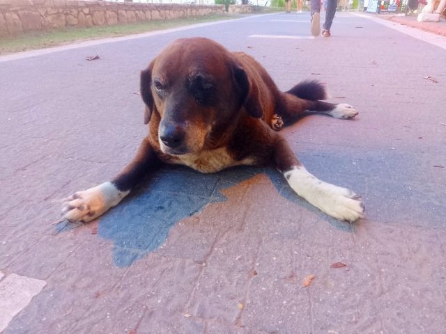 müder Hund auf der Ufer-Promenade