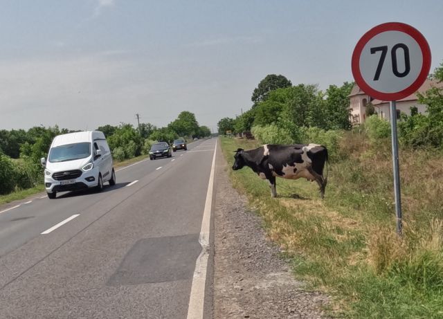 Eine Kuh am Weg, allerdings angeleint