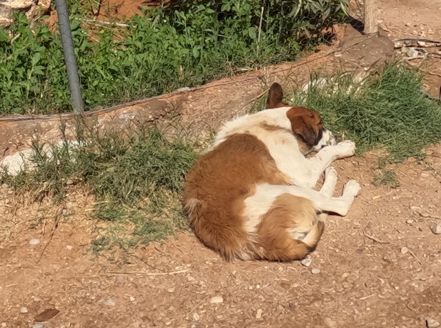 Hunde auf der Straße