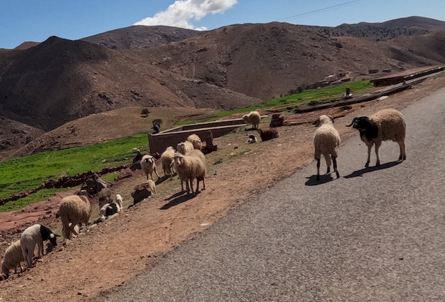Hinter dem Pass wurde es wieder ruhiger. Kaum Verkehr, dafür Leben auf eine andere Weise: Schafe