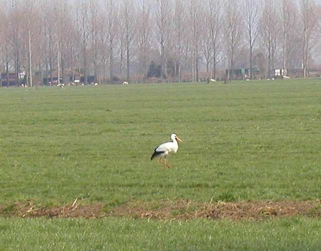 ein Storch vorm Deich