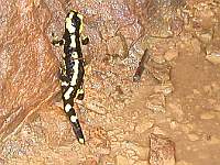Salamander im Bergwerk