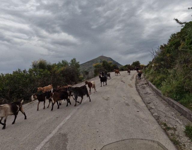 Überall muss hier mit freilaufenden Tieren gerechnet werden, hier Ziegen